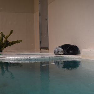 Sea Otter ~ October 28th 2022