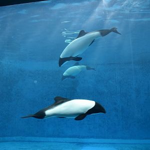 Commerson's Dolphin ~ October 28th 2022