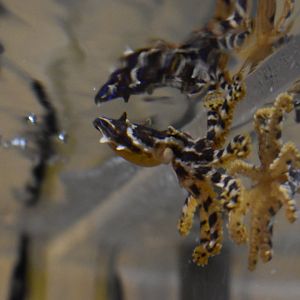 Blue Lined Octopus ~ October 28th 2022