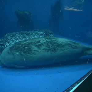 African Manatee ~ October 28th 2022