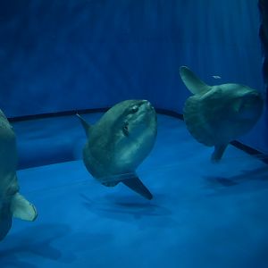 Ocean Sunfish ~ August 26th 2022