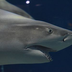 Sickle-fin  Lemon Shark ~ August 26th 2022