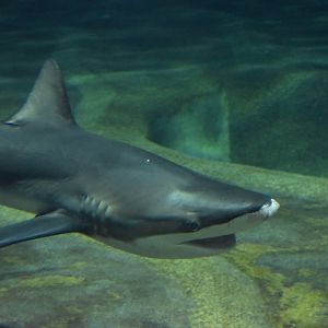 Bronze Whaler Shark ~ August 26th 2022