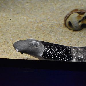 Necklace Carpet Shark ~ August 26th 2022