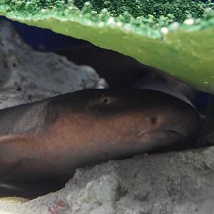 Short Tailed Nurse Shark ~ August 26th 2022