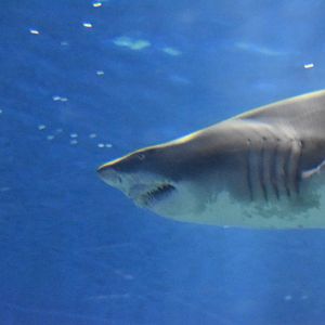 Juvinile Sand Tiger Shark ~ August 26th 2022