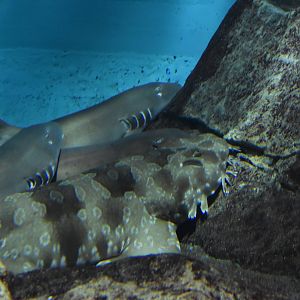 Brown Banded Bamboo Shark and Spotted Wobbegong ~ August 26th 2022