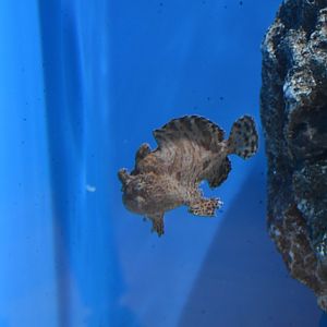 Frogfish ID ~ August 26th 2022