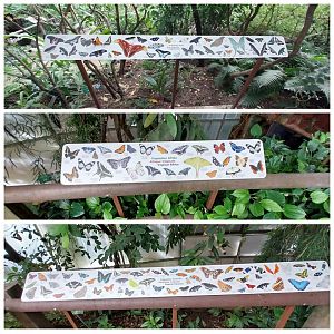 Butterfly dome - Species signs