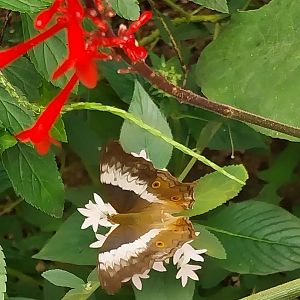 Butterfly dome - Unknown butterfly