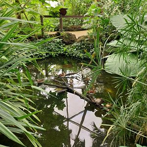 Butterfly dome - Red-shouldered teal (Callonetta leucophrys)