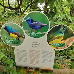 Butterfly dome - Species sign