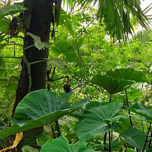 Butterfly dome - Red-crested turaco (Tauraco erythrolophus)