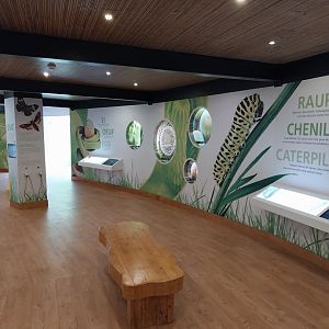 Butterfly dome - Butterfly information center