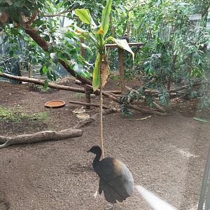 Mixed species enclosure - Grey-winged trumpeter (Psophia crepitans)