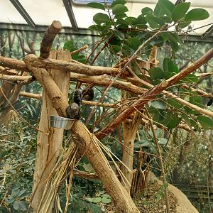 Mixed species enclosure - Yucatan squirrel (Sciurus yucatenensis)