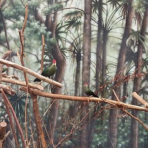 Mixed species enclosure - Red-crested turaco (Tauraco erythrolophus)