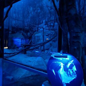 Nocturnal dome - Seba short-tailed bat enclosure