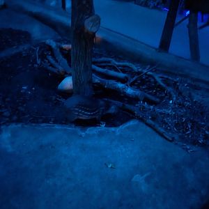 Nocturnal dome - Lowland paca (Cuniculus paca)