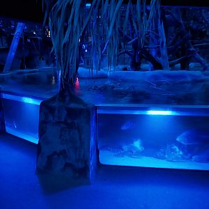 Nocturnal dome - Aquarium