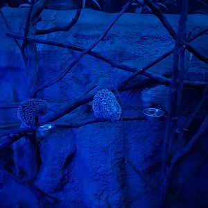 Nocturnal dome - Brazilian porcupine (Coendu prehensilis)