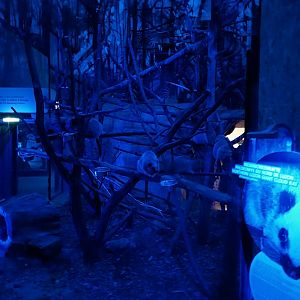 Nocturnal dome - Northern Luzon giant cloud rat (Phloeomys palidus)