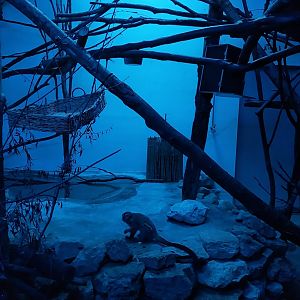 Breeding station - Grey-handed night monkey (Aotus lemurinus griseimembra)