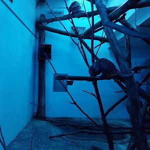 Breeding station - Brazilian porcupine (Coendou prehensilis)