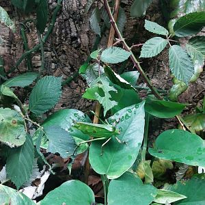 Breeding station - Insect house - Malaysian katydid (Ancylecha fenestrata)