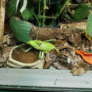 Breeding station - Insect house - Jungle nymph (Heteropteryx dilatata)