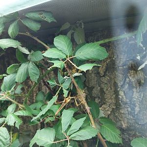 Breeding station - Insect house - Spiny leaf insect (Extatosoma tiararum)