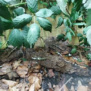 Breeding station - Insect house - Sunni stick insect (Sungaya inexpectata)