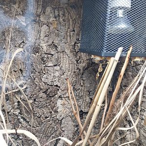 Breeding station - Insect house - Wandering violin mantis (Gongylus gongylus)