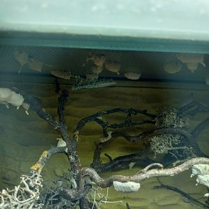 Breeding station - Insect house - Eygptian flower mantis (Blepharopsis mendica)