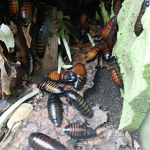 Breeding station - Insect house - Madagascar hissing cockroach (Gromphadorhina portentosa)