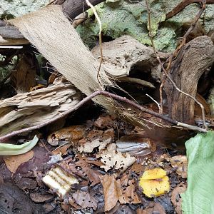 Breeding station - Insect house - Peppered cockroach (Archimandrita tesserata)