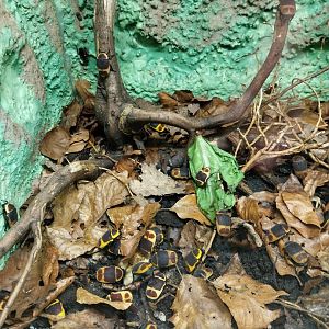 Breeding station - Insect house - Sun beetle (Pachnoda marginata peregrina)