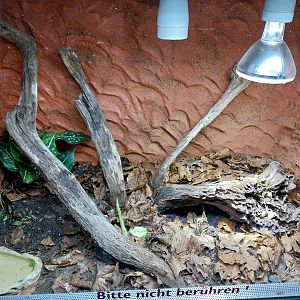 Breeding station - Insect house - Brazilian salmon pink bird eating tarantula enclosure