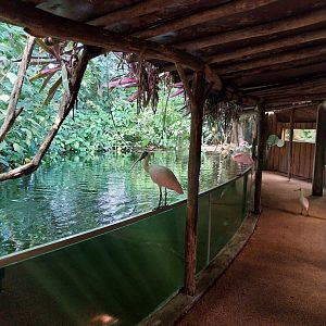 Jungle Trek dome - Roseate spoonbill (Platalea ajaja)