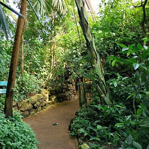 Jungle Trek dome