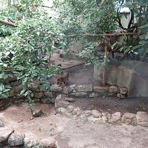 Jungle Trek dome - Crab-eating raccoon enclosure