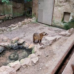 Jungle Trek dome - Crab-eating raccoon (Procyon cancrivorus)