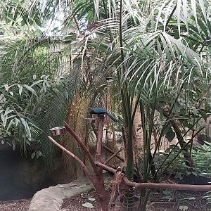 Jungle Trek dome - Yucatan jay (Cyanocorax yucatanicus)