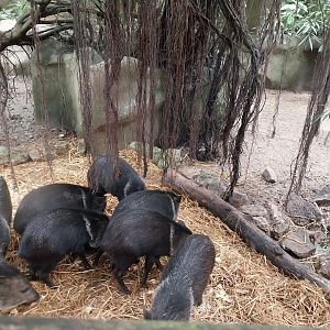 Jungle Trek dome - Collared peccary (Pecari tajacu)
