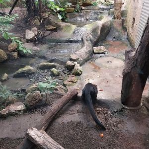 Jungle Trek dome - Tayra enclosure