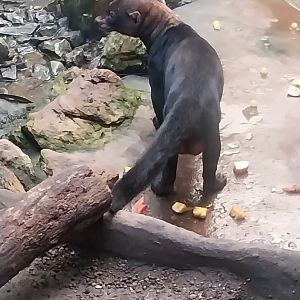 Jungle Trek dome - Tayra (Eira barbara)