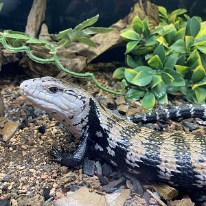 Halmahera Blue-tongued Skink