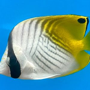 Threadfin Butterflyfish