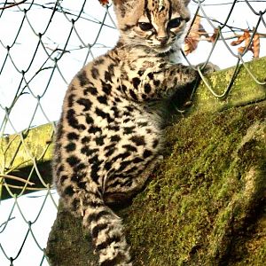 Margay Kitten