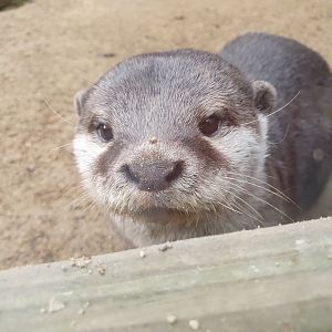 Asian Short Clawed Otter